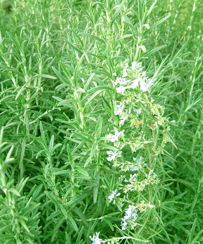 Rosemary Seeds – Heirloom Non-GMO Evergreen Culinary Herb Garden