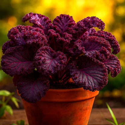 Red Borecole Kale Seeds – Heirloom Non-GMO Purple Curled Kale