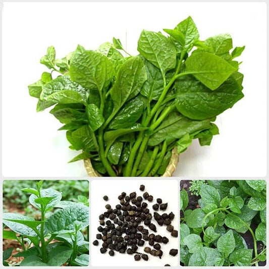 Green Malabar Spinach Seeds – Heirloom Non-GMO Ceylon Vine Spinach