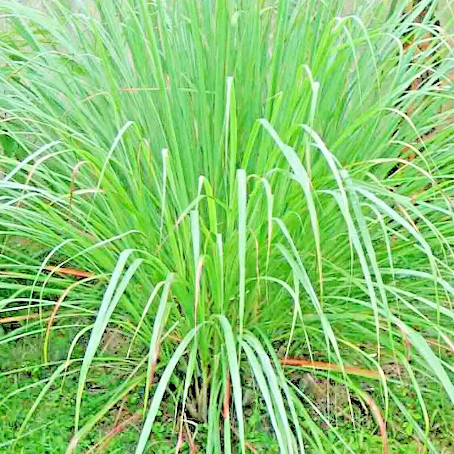 Lemongrass Seeds – Heirloom for Cooking, Tea & Home Gardens