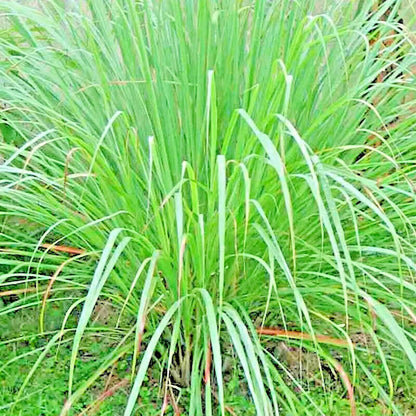 Lemongrass Seeds – Heirloom for Cooking, Tea & Home Gardens