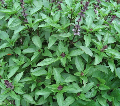 Thai Basil Seeds – Heirloom Sweet Large Leaf for Indoor & Outdoor