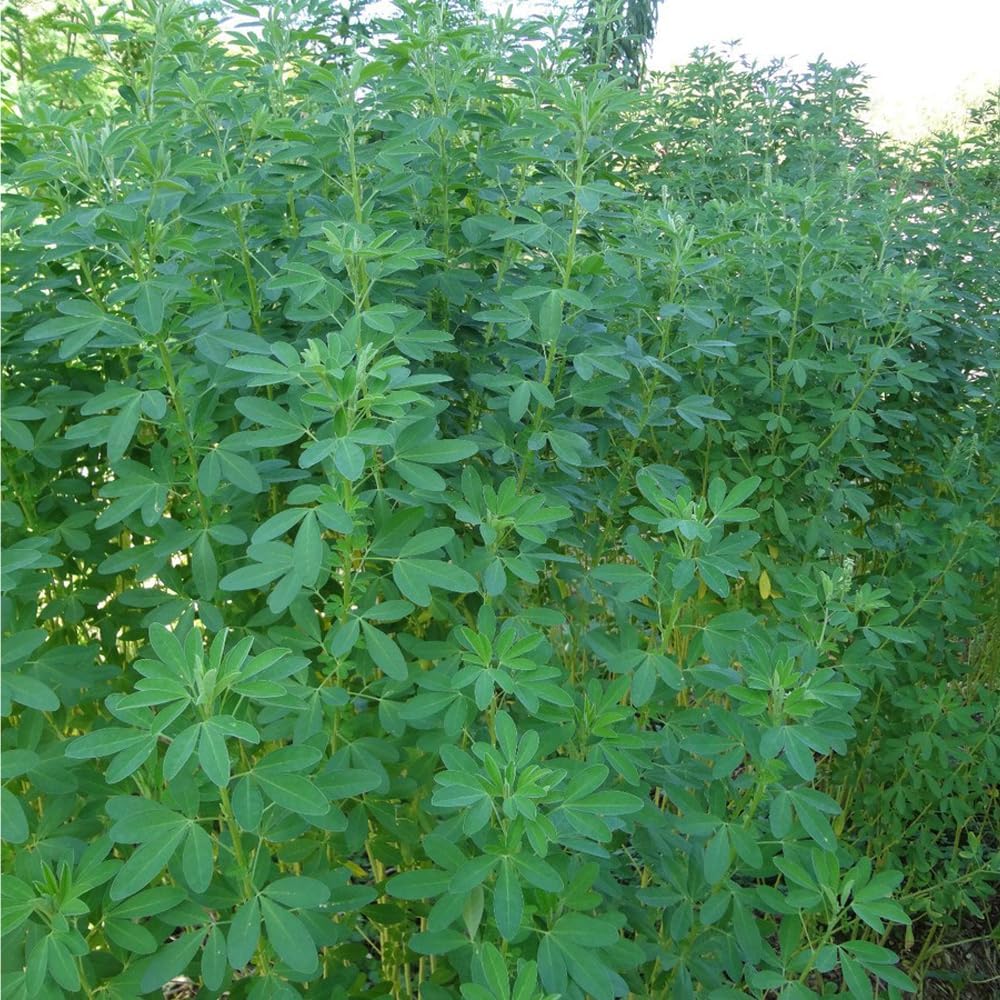Chipilin Seeds (Crotalaria longirostrata) – Heirloom Herb Seeds