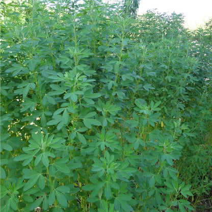 Chipilin Seeds (Crotalaria longirostrata) – Heirloom Herb Seeds
