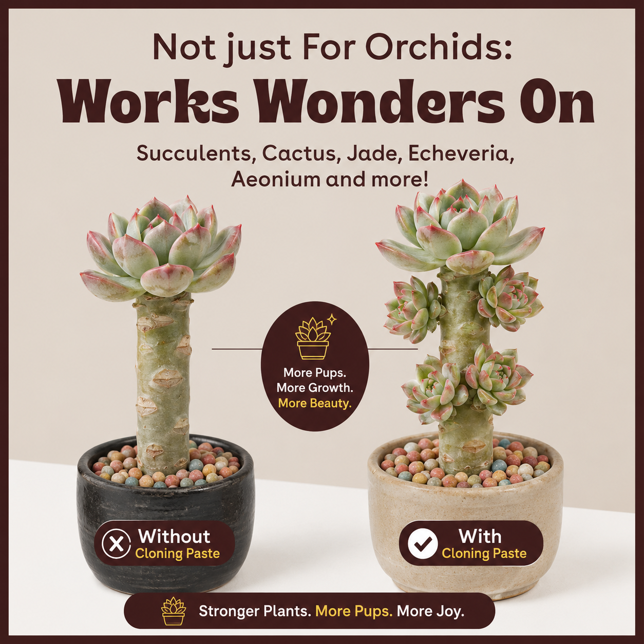 Succulent Growth Paste – Stem Bud Activator for Echeveria & More