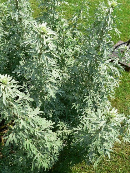 500 Wormwood (Artemisia absinthium) Seeds – Perennial Medicinal Herb