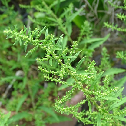 Epazote Seeds – Heirloom Mexican Herb for Cooking & Herb Gardens