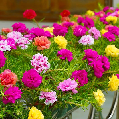 Moss Rose Portulaca Mix Seeds for Planting – Double Bloom Flower Mix