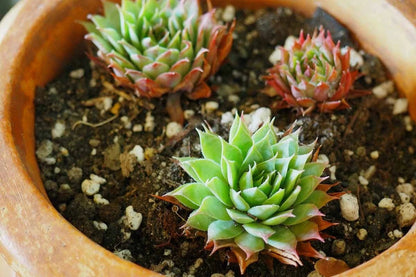 Succulent & Cactus Potting Soil Mix with Peat Moss & Perlite
