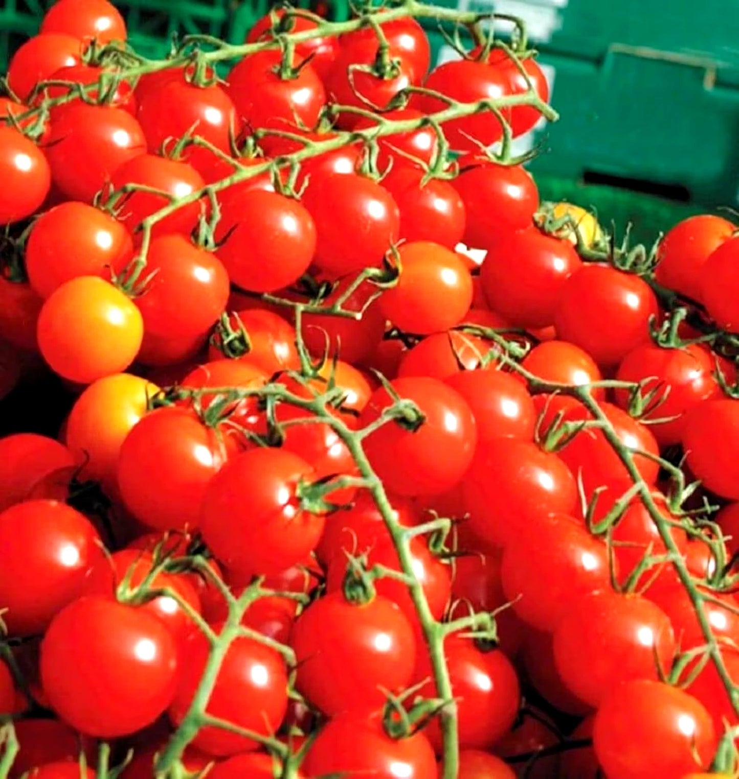 Super Sweet Cherry Tomato Seeds – Heirloom Non-GMO for Vegetable Gardens