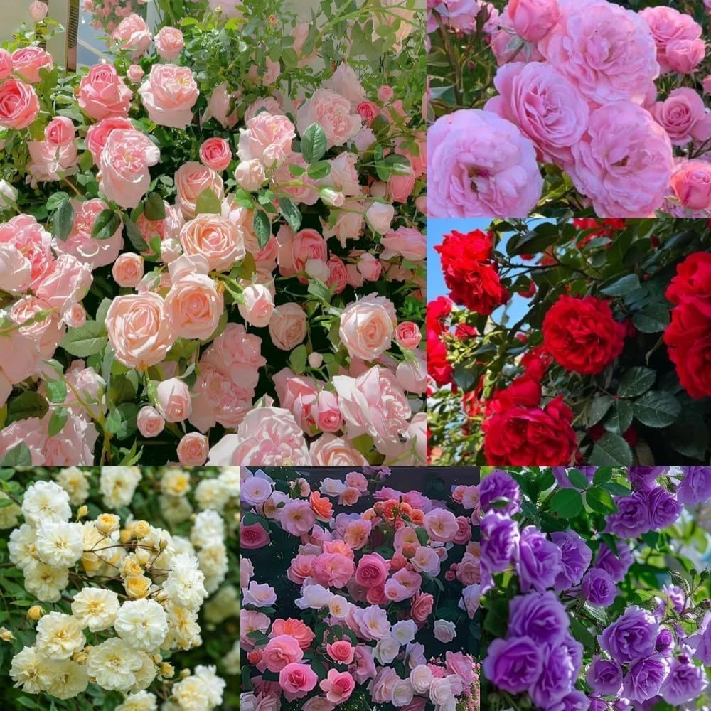 300+ Mixed Climbing Rose Seeds Heirloom for Outdoor Planting