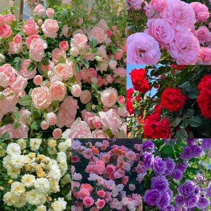 300+ Mixed Climbing Rose Seeds Heirloom for Outdoor Planting