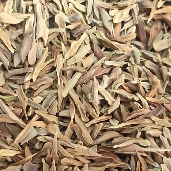 Loroco Seeds (Fernaldia pandurata) – Heirloom Vine Seeds