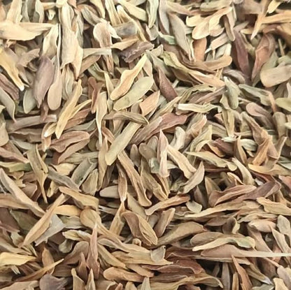 Loroco Seeds (Fernaldia pandurata) – Heirloom Vine Seeds