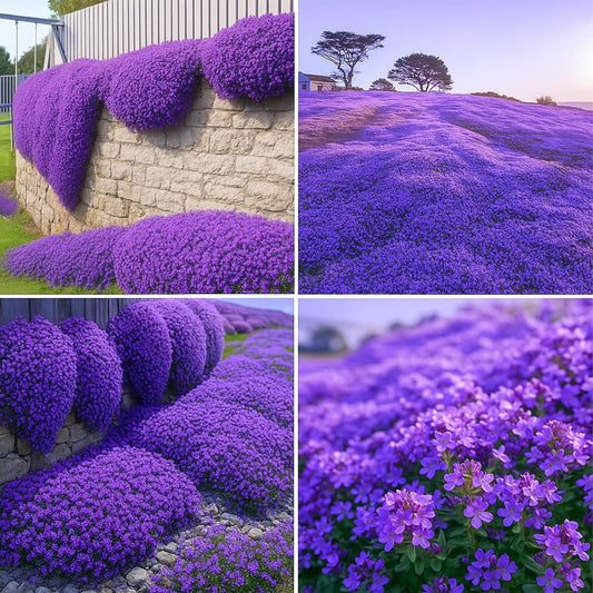 Purple Creeping Thyme Seeds – Perennial Ground Cover for Sunny Gardens