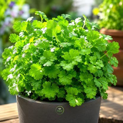 Cilantro Seeds – Slow Bolt Heirloom Coriander for Herb Gardens
