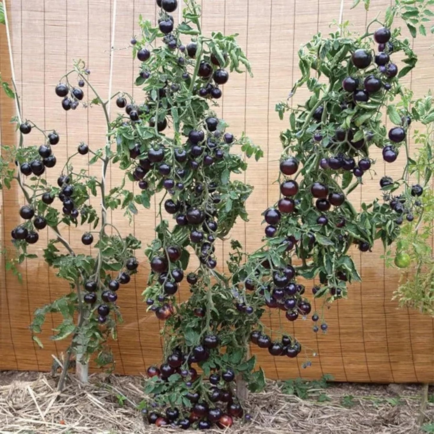 Black Cherry Tomato Seeds – Heirloom Sweet Cherry Tomatoes for Gardens