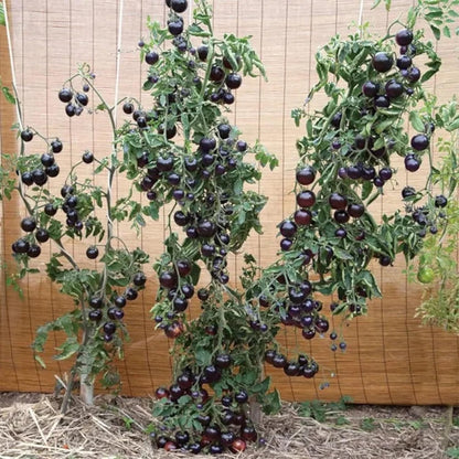 Black Cherry Tomato Seeds – Heirloom Sweet Cherry Tomatoes for Gardens