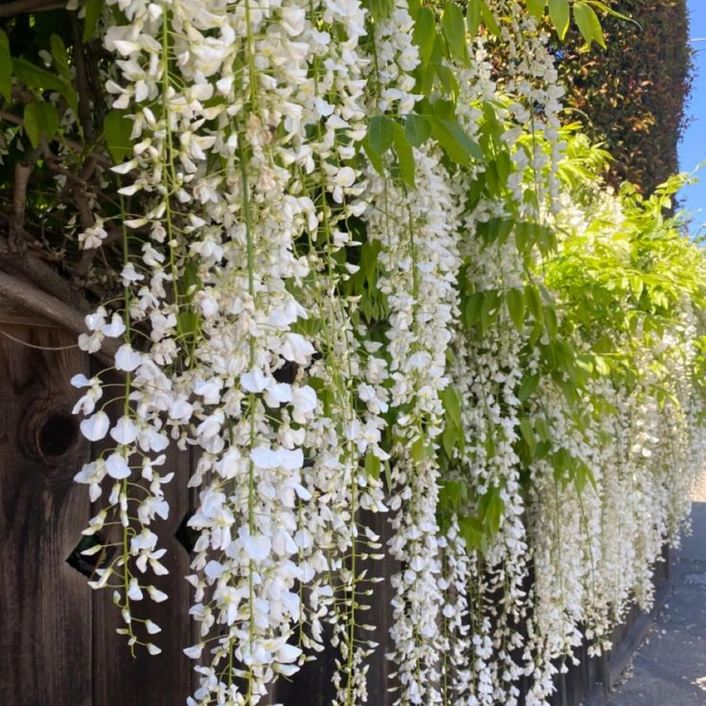 Climbing Weeping Jasmine Seeds for Planting – Fragrant Perennial Flower Vine