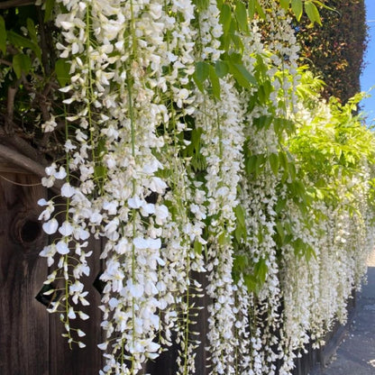 Climbing Weeping Jasmine Seeds for Planting – Fragrant Perennial Flower Vine