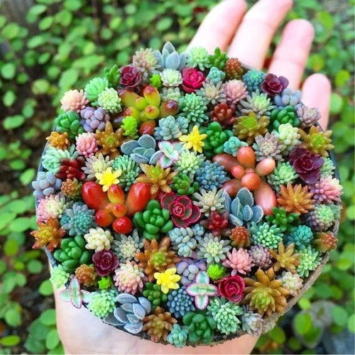 Rare Mixed Succulent Seeds – Beautiful Garden Variety Pack