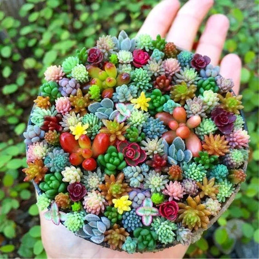 Rare Mixed Succulent Seeds – Beautiful Garden Variety Pack