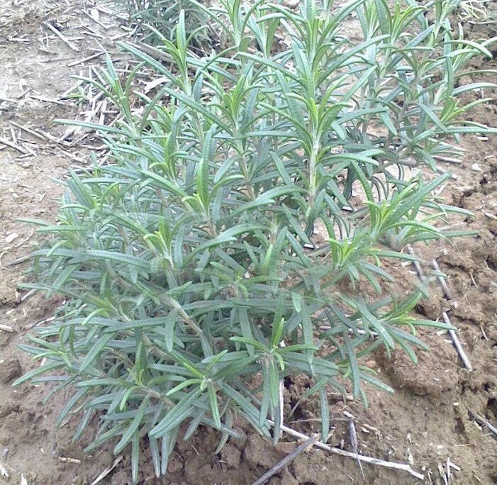 Rosemary Seeds – Heirloom Non-GMO Evergreen Culinary Herb Garden