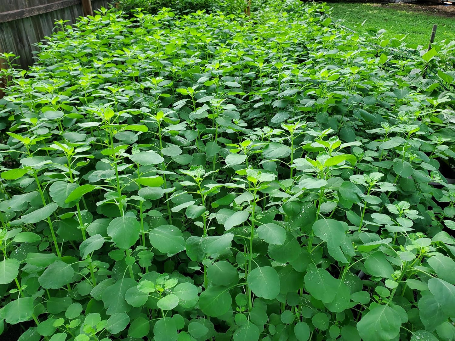 Papalo Seeds – Heirloom Mexican Herb for Salsa & Tacos