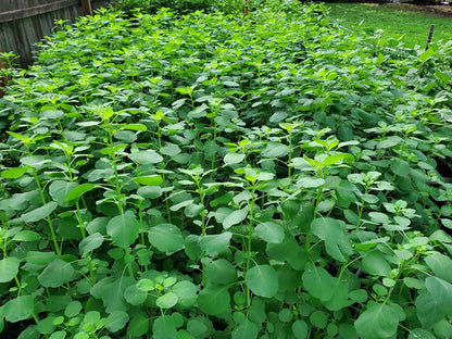 Papalo Seeds – Heirloom Mexican Herb for Salsa & Tacos