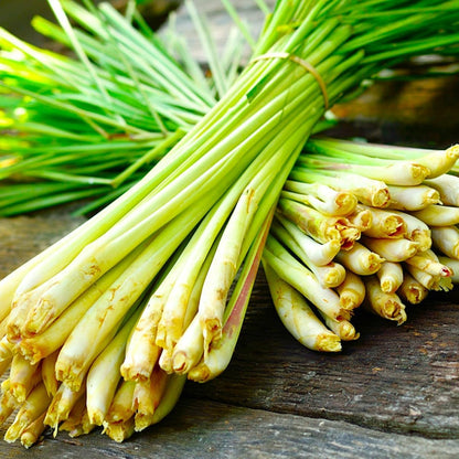 Lemongrass Seeds – Heirloom for Cooking, Tea & Home Gardens