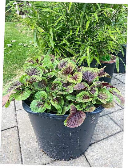 Red Amaranth Seeds – Heirloom Non-GMO Chinese Spinach Callaloo