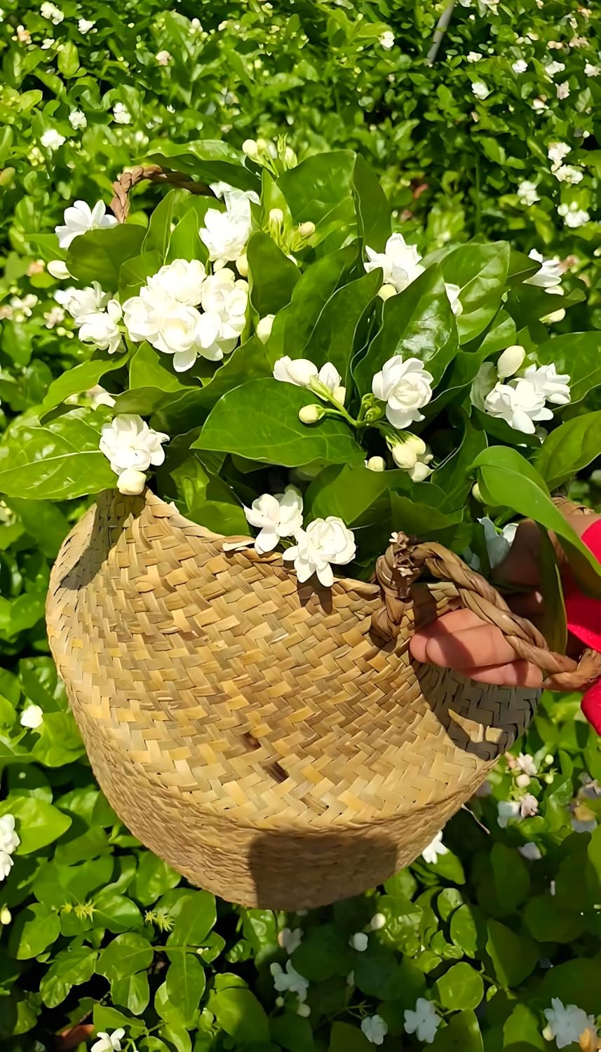 Jasmine Flower Seeds – Fragrant White Climbing Flowers for Garden