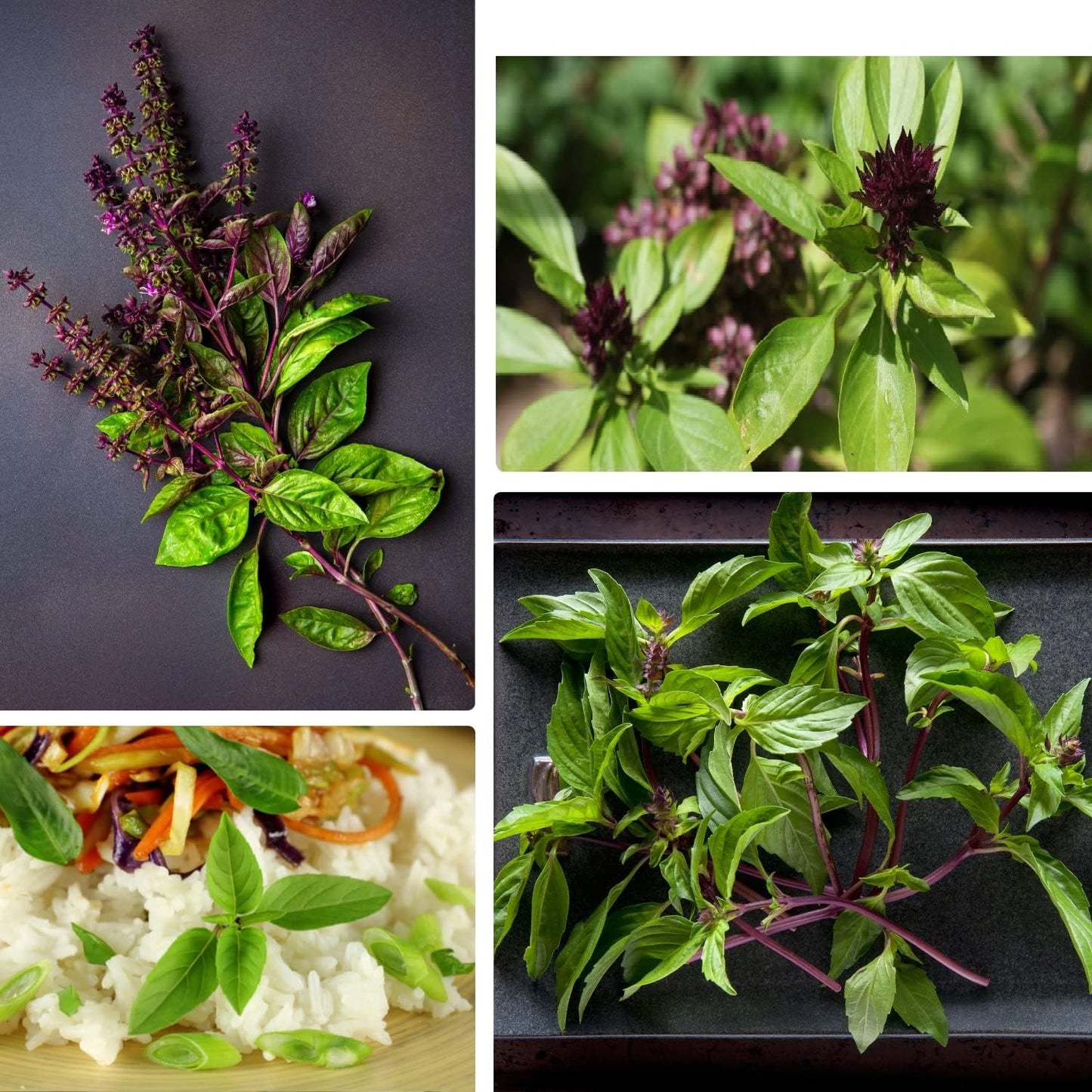 Thai Basil Seeds – Heirloom Sweet Large Leaf for Indoor & Outdoor