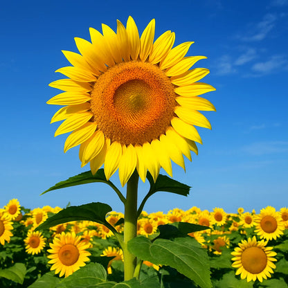 Giant Striped Sunflower Seeds – Heirloom Non-GMO Tall Sunflower