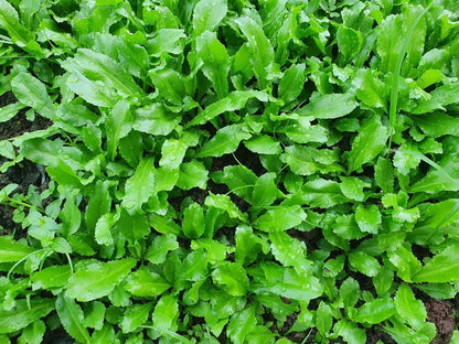Culantro Seeds – Heirloom Long Coriander for Herb Gardens