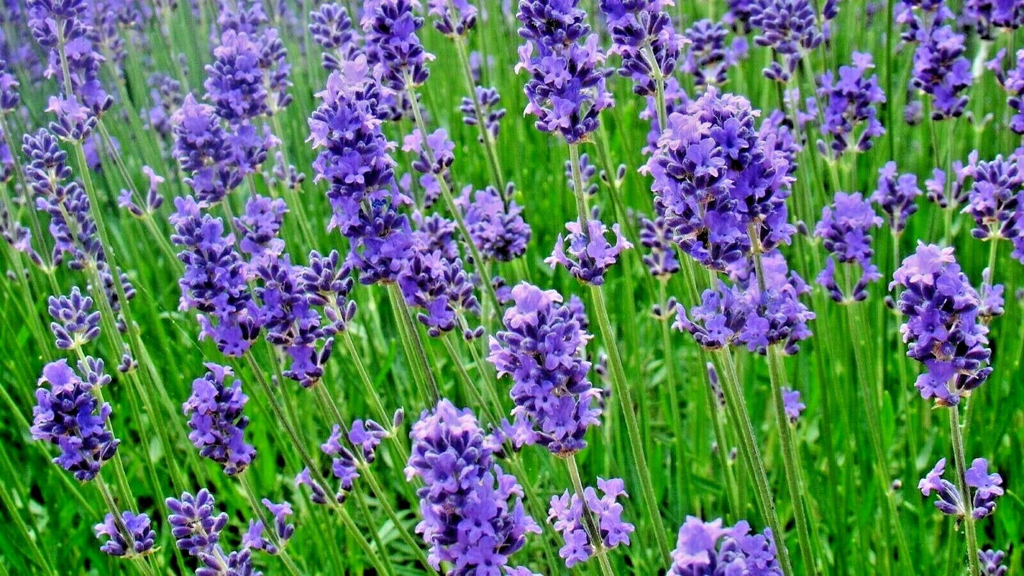 Lavender Vera Seeds – Heirloom English Lavender for Garden & Herbs