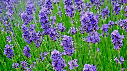 Lavender Vera Seeds – Heirloom English Lavender for Garden & Herbs