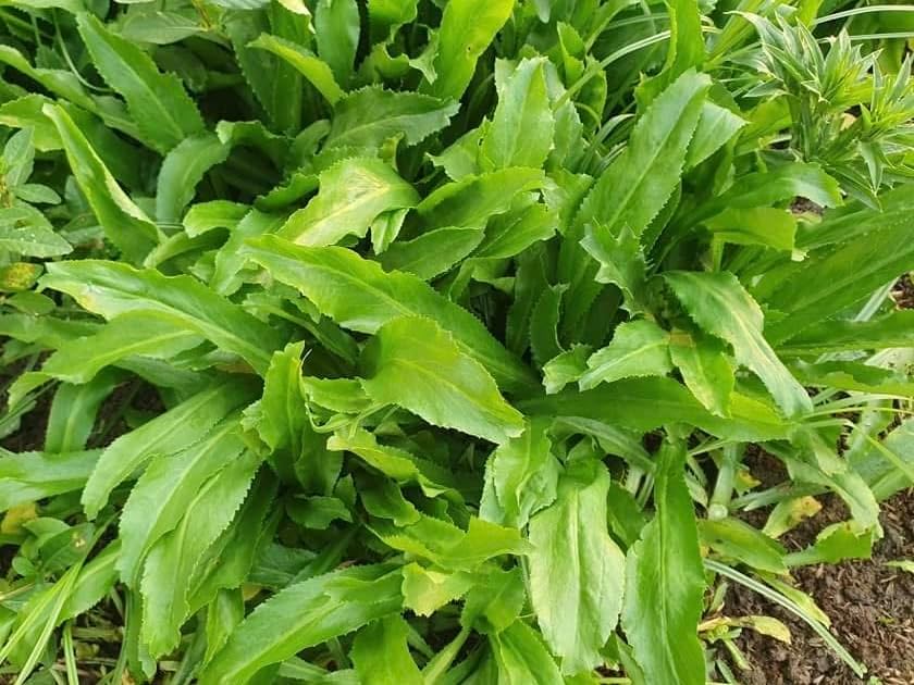 Culantro Seeds – Heirloom Long Coriander for Herb Gardens