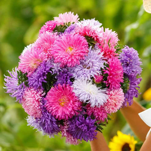 Chinese Aster Seeds