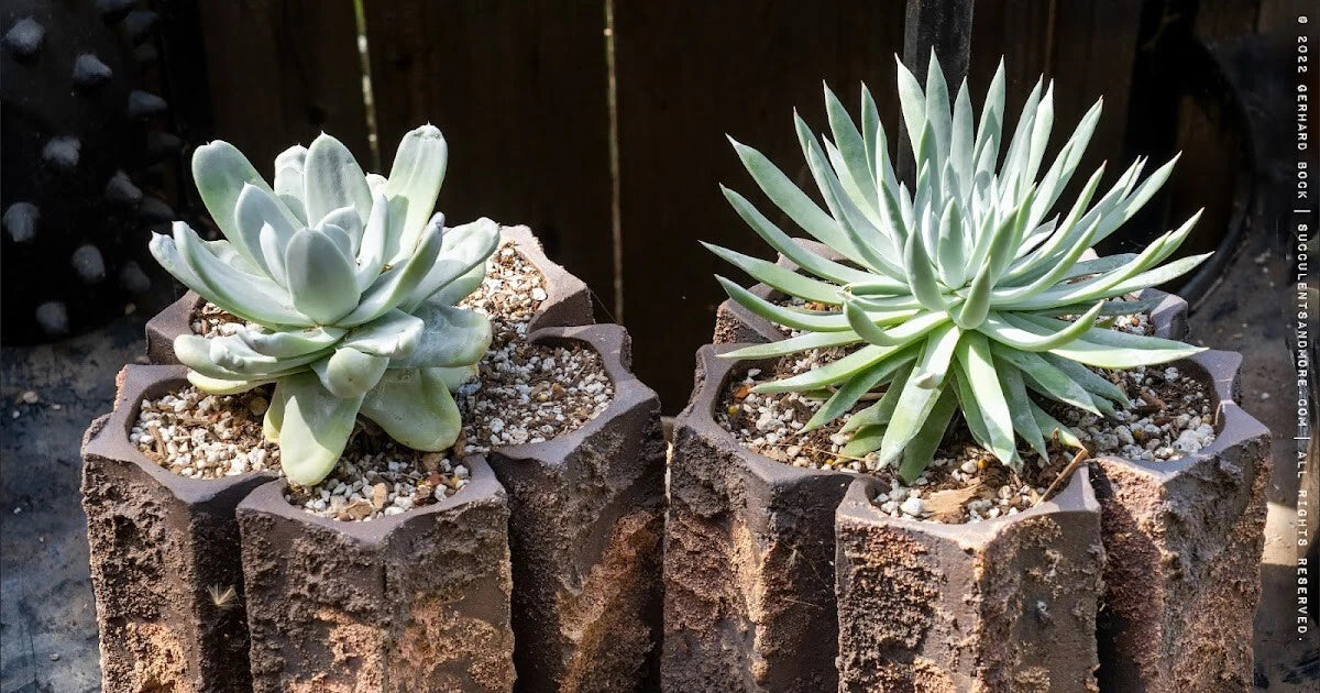 Succulent & Cactus Potting Soil Mix with Peat Moss & Perlite