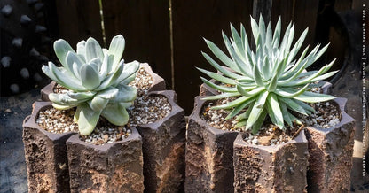 Succulent & Cactus Potting Soil Mix with Peat Moss & Perlite
