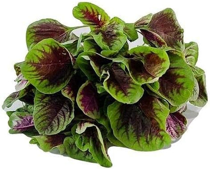 Red Amaranth Seeds – Heirloom Non-GMO Chinese Spinach Callaloo