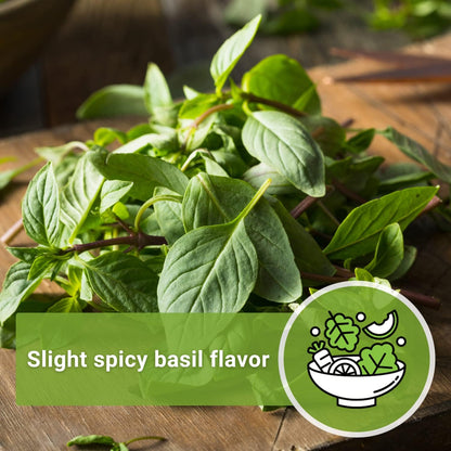 Thai Basil Seeds – Heirloom Sweet Large Leaf for Indoor & Outdoor