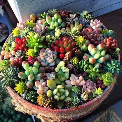 Rare Mixed Succulent Seeds – Beautiful Garden Variety Pack
