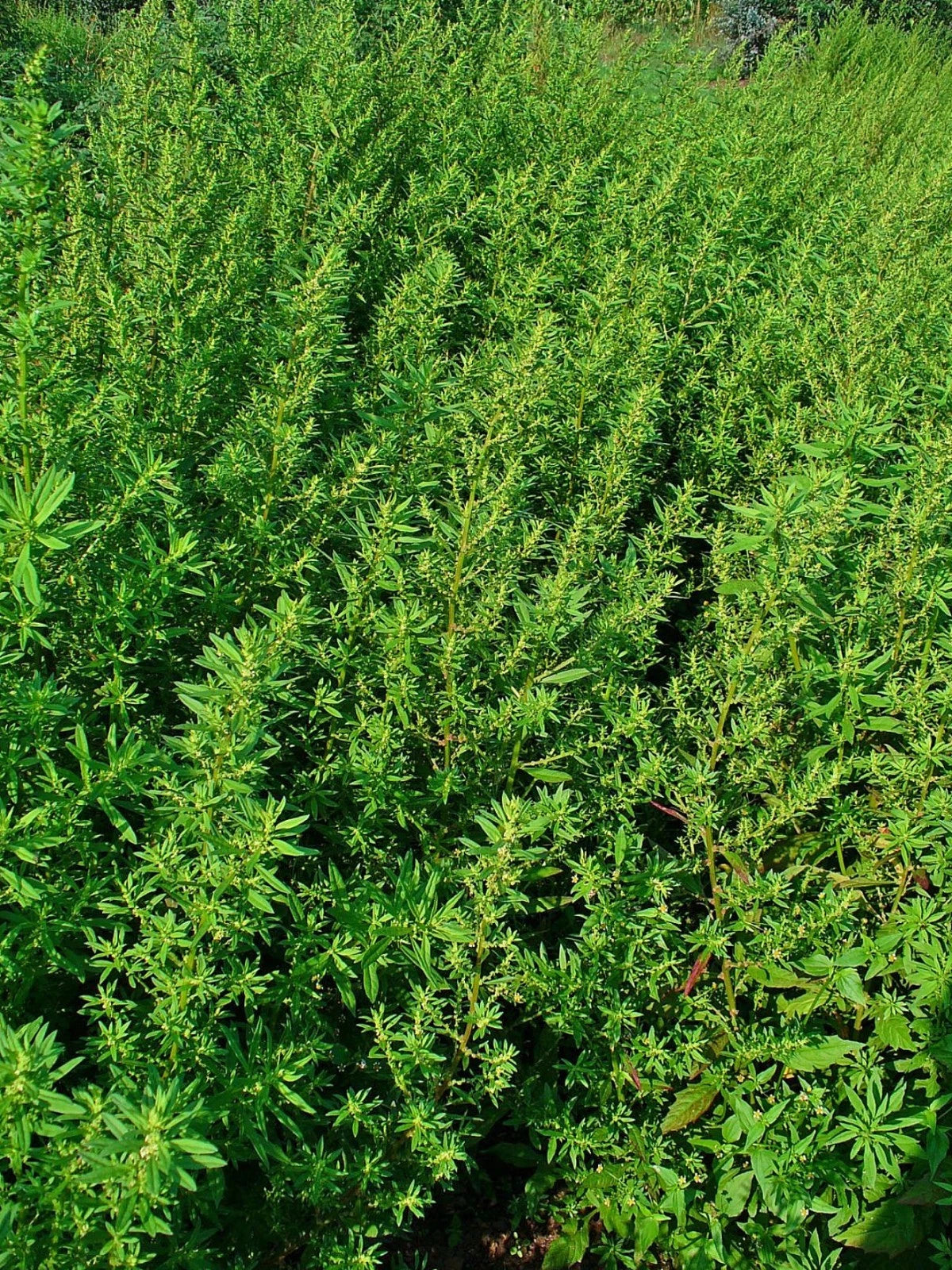 Epazote Seeds – Heirloom Mexican Herb for Cooking & Herb Gardens