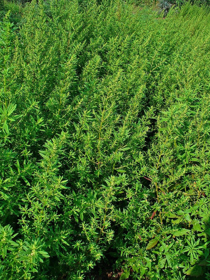 Epazote Seeds – Heirloom Mexican Herb for Cooking & Herb Gardens