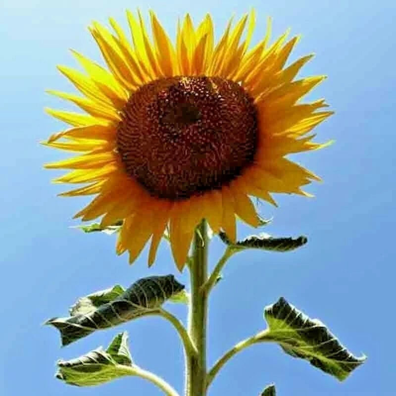 Giant Striped Sunflower Seeds – Heirloom Non-GMO Tall Sunflower