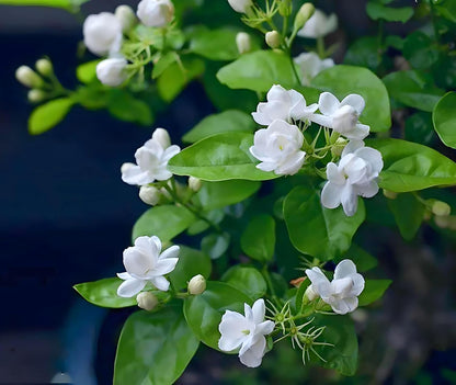 Jasmine Flower Seeds – Fragrant White Climbing Flowers for Garden