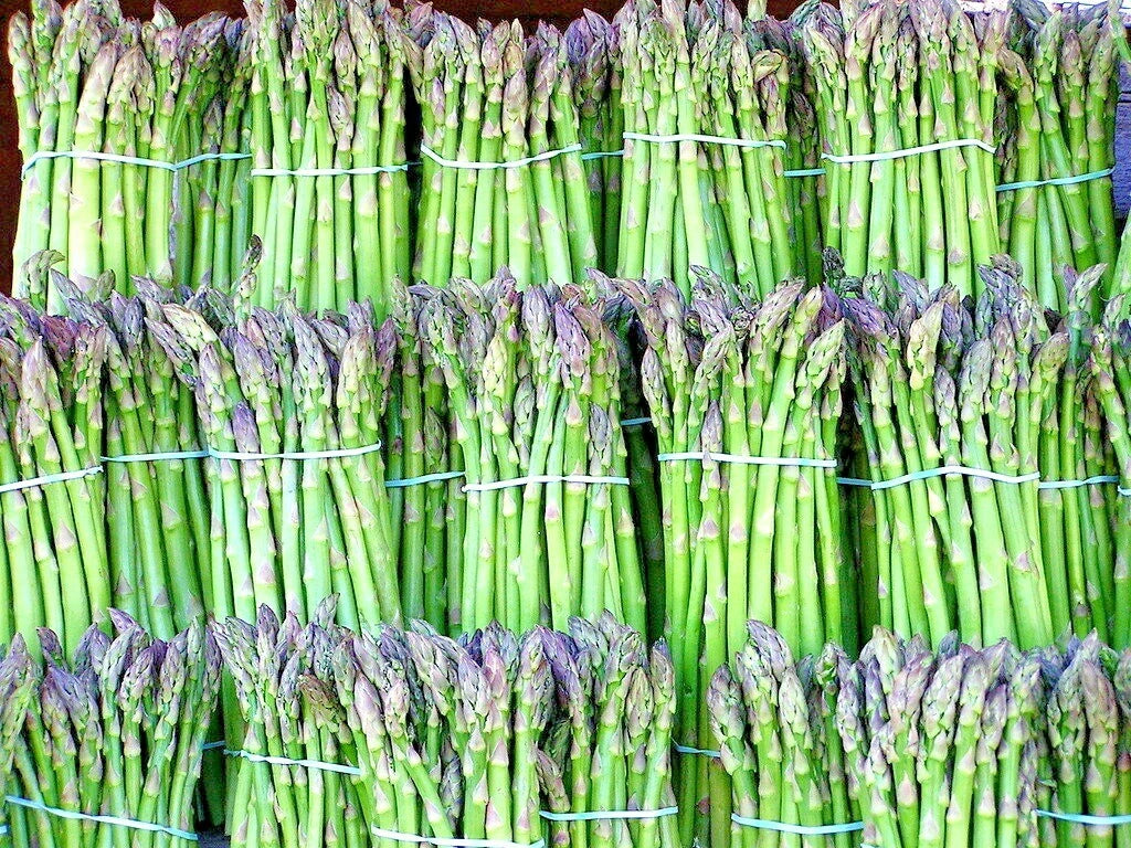 Mary Washington Asparagus Seeds – Heirloom Perennial Garden Vegetable