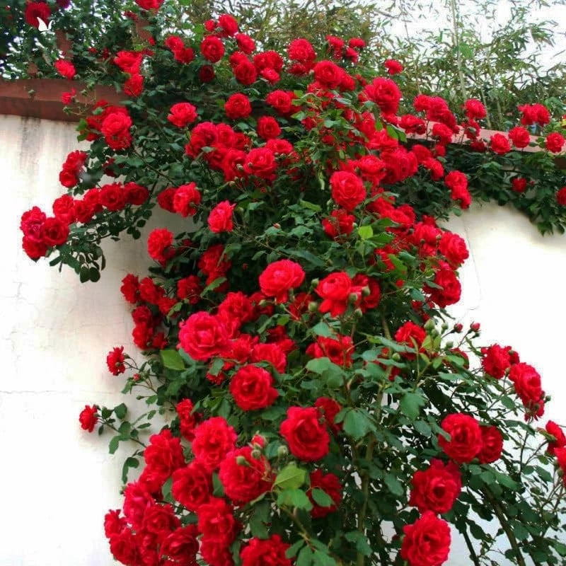 300+ Mixed Climbing Rose Seeds Heirloom for Outdoor Planting